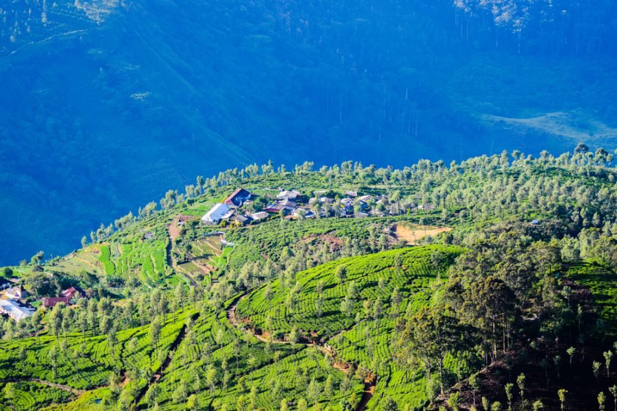 Tea hills around Bandarawela