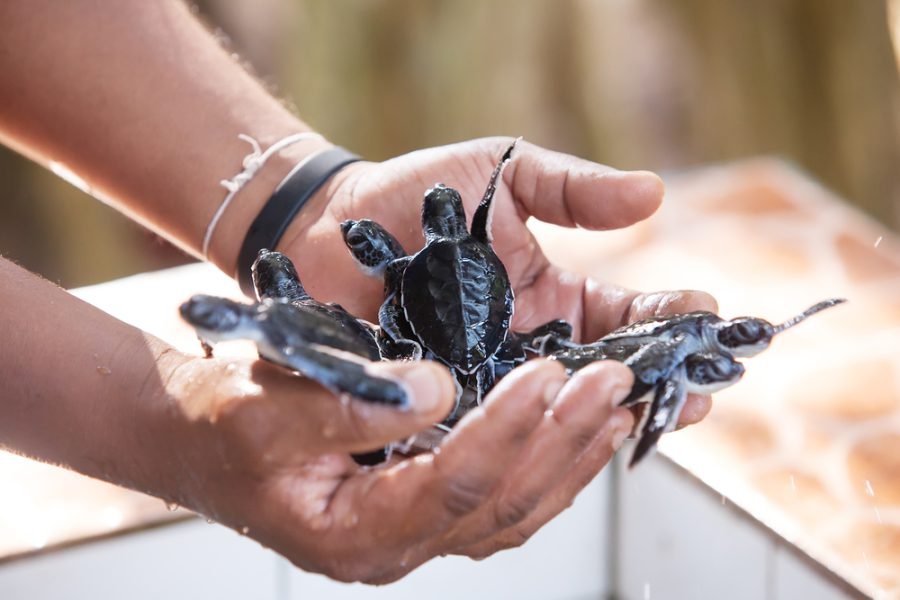 Turtle hatchlings on the south coast