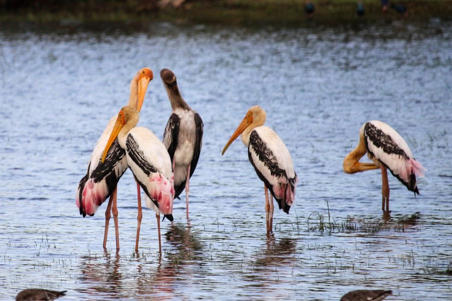 Painted storks in a lagoon