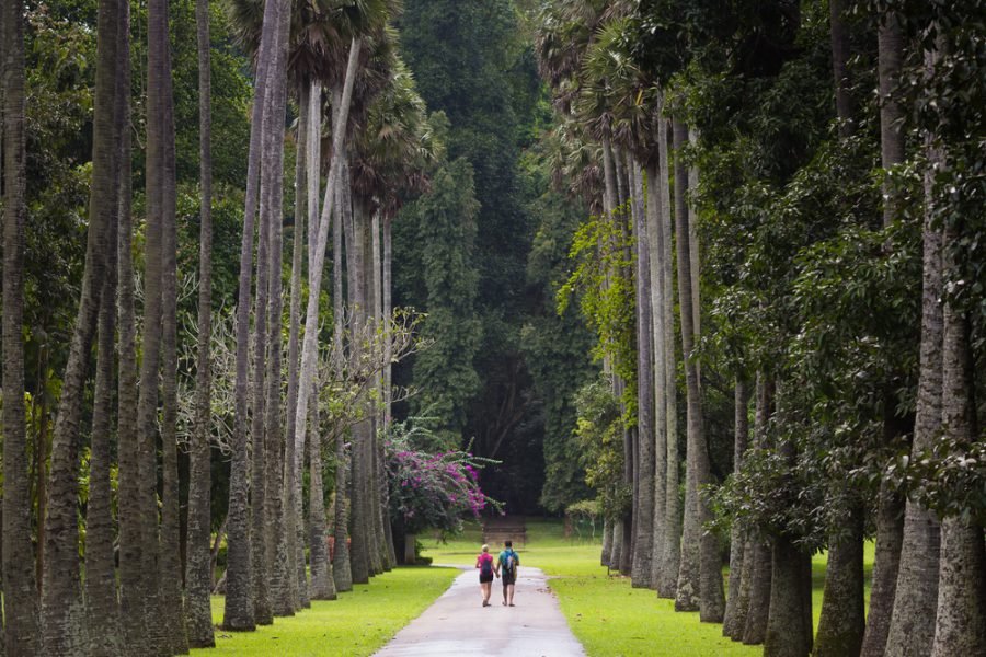 Royal palm avenue, Peradeniya