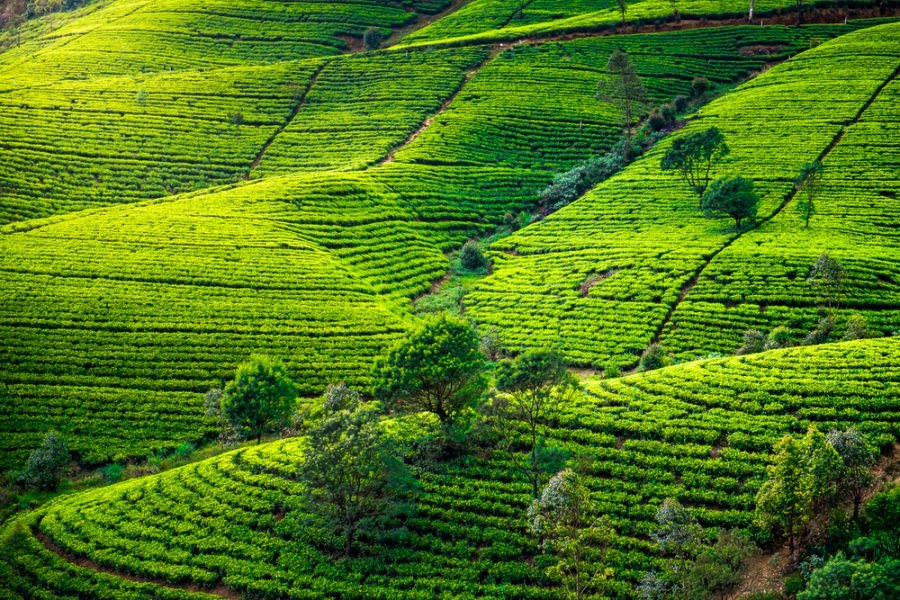 Tea country near Nuwara Eliya