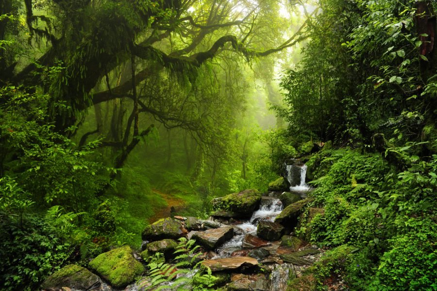 Sinharaja rainforest stream