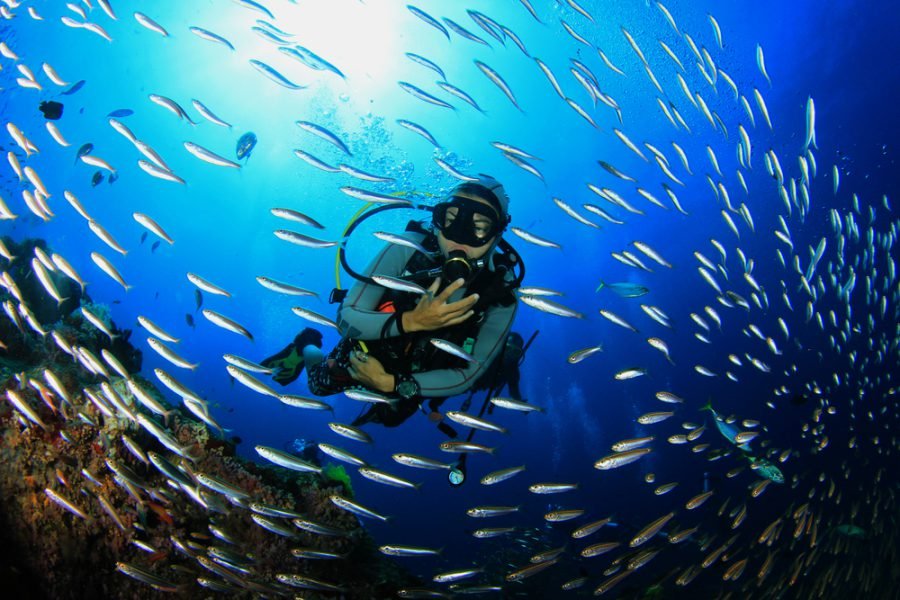 Diving among reef fish