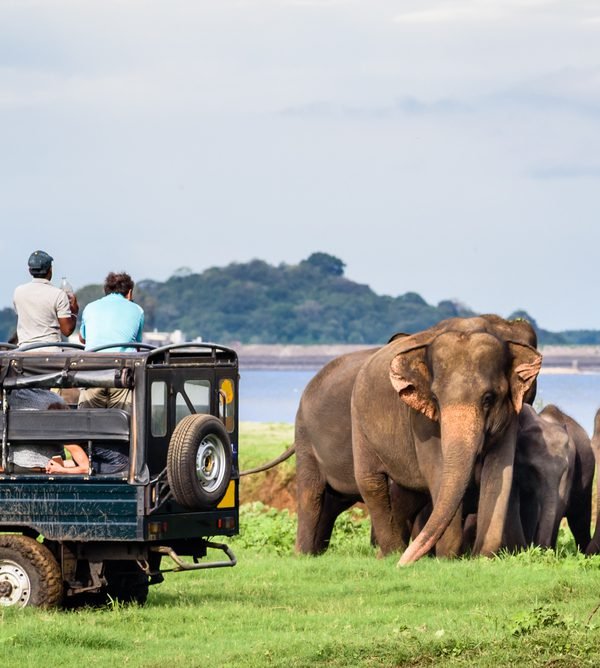 Safari jeeps beside an elephant family