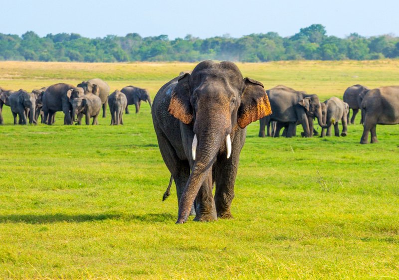 Elephant herd on the plains