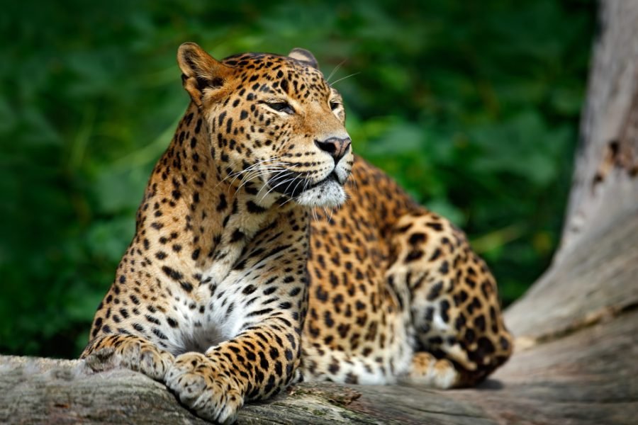 Sri Lankan leopard in Yala