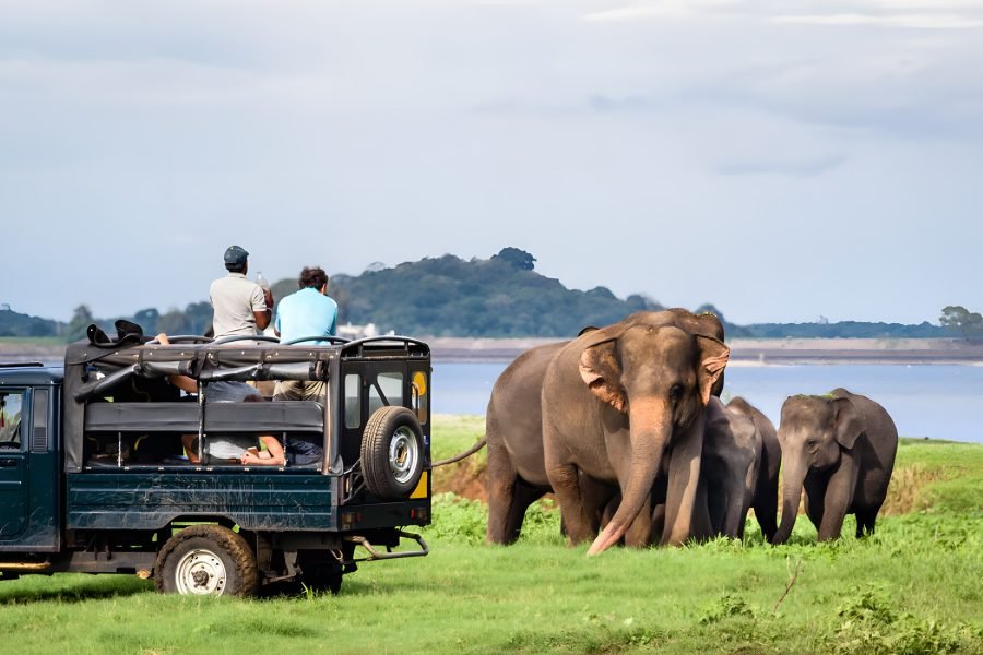 Safari jeep and elephants in Yala