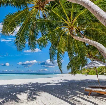 Palm-shaded beach