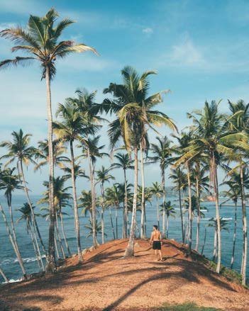 Palm-lined coast path
