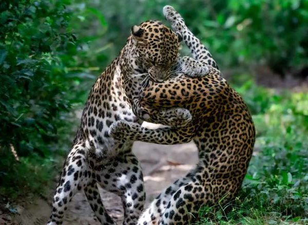 Two leopards at play
