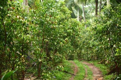 Spice-garden path on the road to Kandy