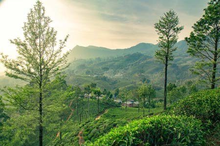 Dest Nuwara