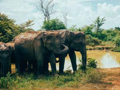 Dest Udawalawe