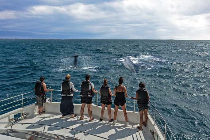 Whale watching off the south coast