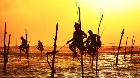 Stilt fishermen at sunset