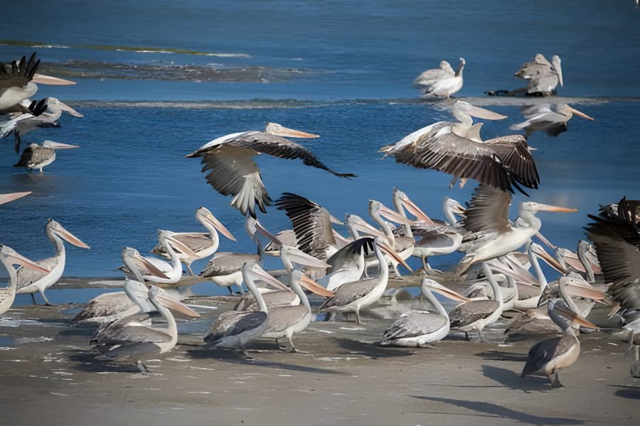 Story Birds